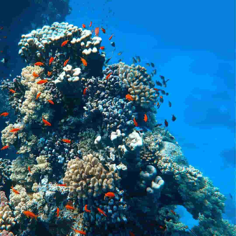Why Coral Reefs Matter — and Why a Swimwear Brand Cares So Much