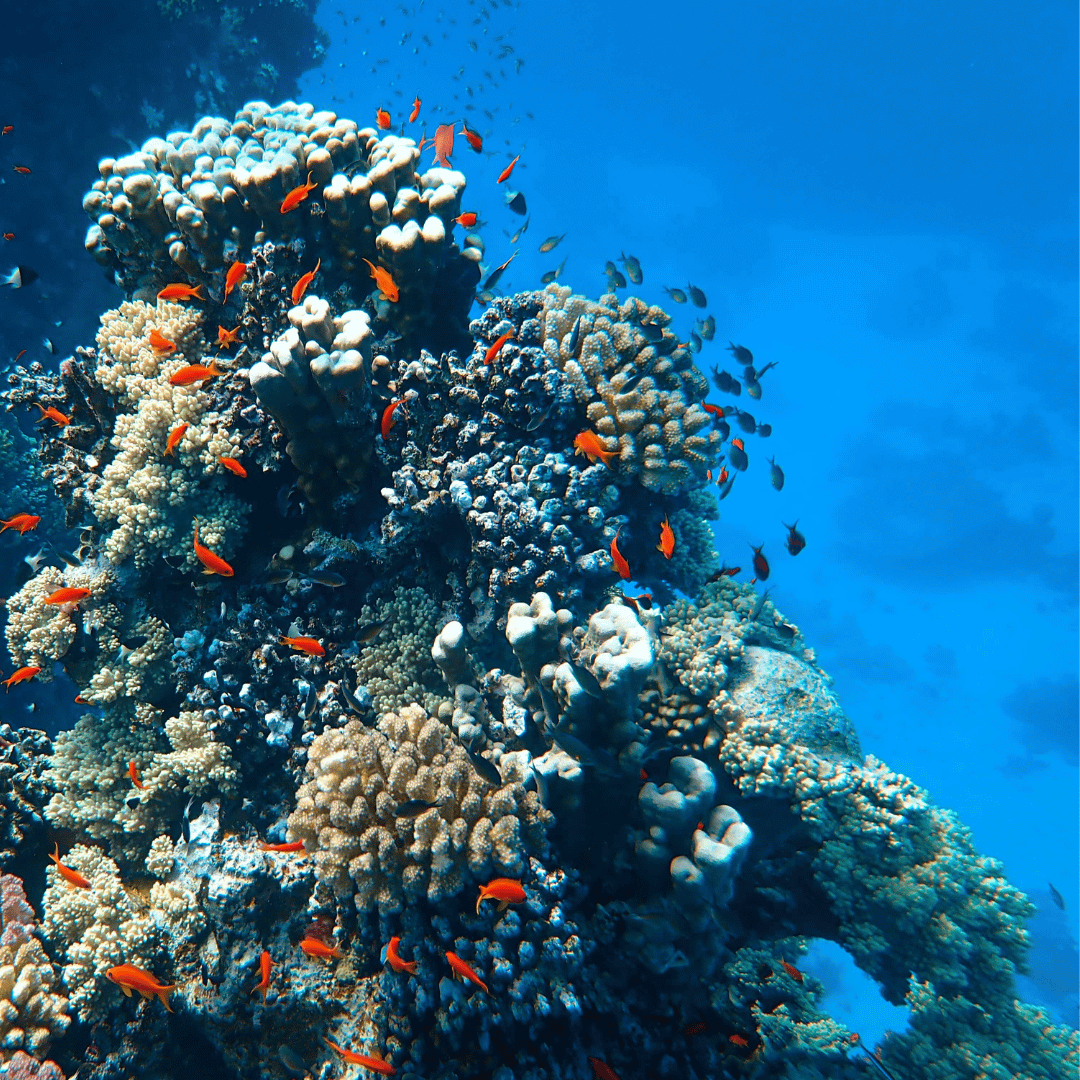 Why Coral Reefs Matter — and Why a Swimwear Brand Cares So Much